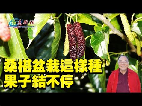 桑樹盆栽種植